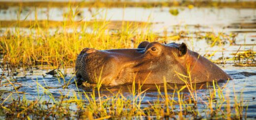 Rundreise NAMIBIA, BOTSWANA & SÜDAFRIKA: Die ausführliche Reise mit Victoriafällen 2020 | Erlebnisreisen-Afrika.de