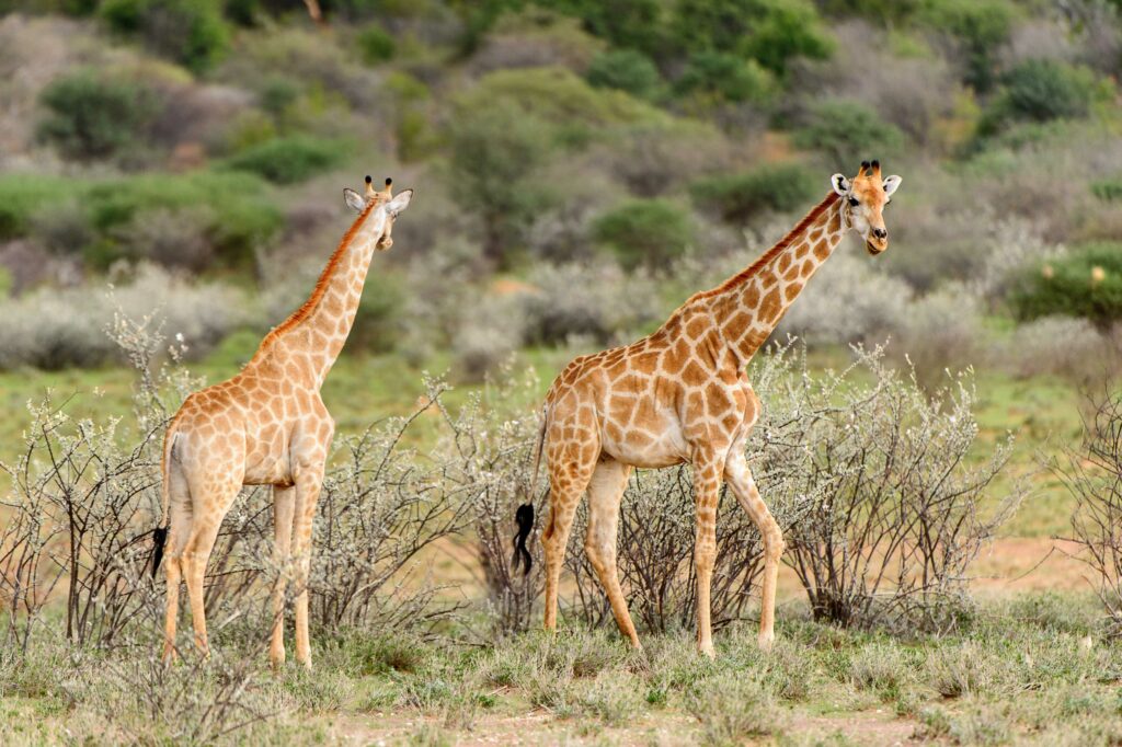 Erlebnis, Abenteuer & Begegnung Namibia | Erlebnisreisen-Afrika.de