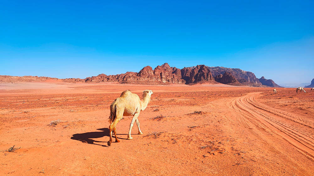 Kamel im Wadi Rum - Dennis Gowitzke | erlebnisreisen-afrika.de