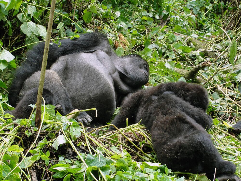 Flachlandgorillas im Kahuzi Biega Nationalpark