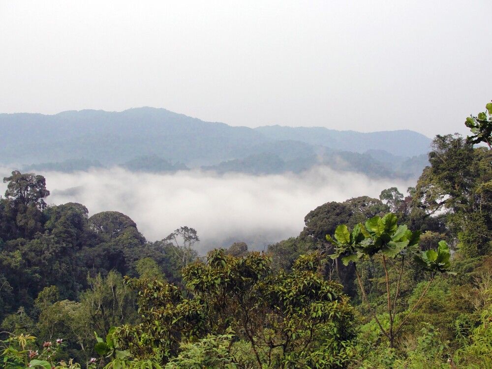 Die Landschaft des Kahuzi Biega Nationalparks
