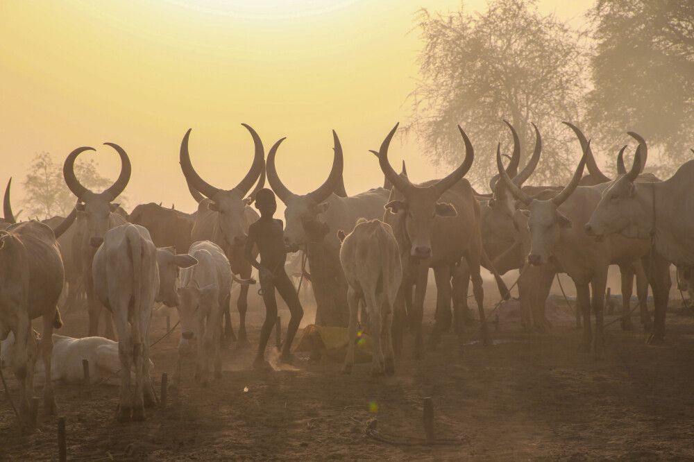 Abendstimmung im Weidelager der Mundari