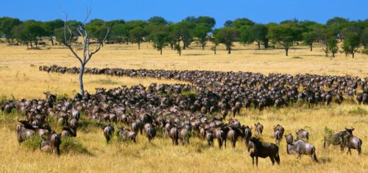 Rundreise Tansania & Sansibar: Höhepunkte 2020 | Erlebnisreisen-Afrika.de