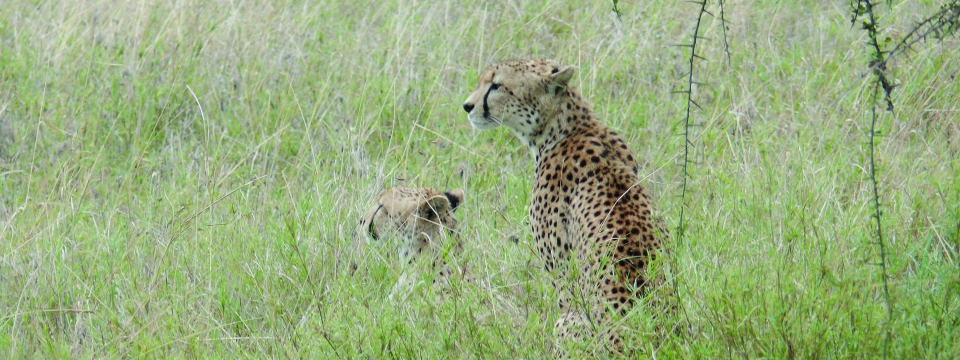 Geparde in der Serengeti