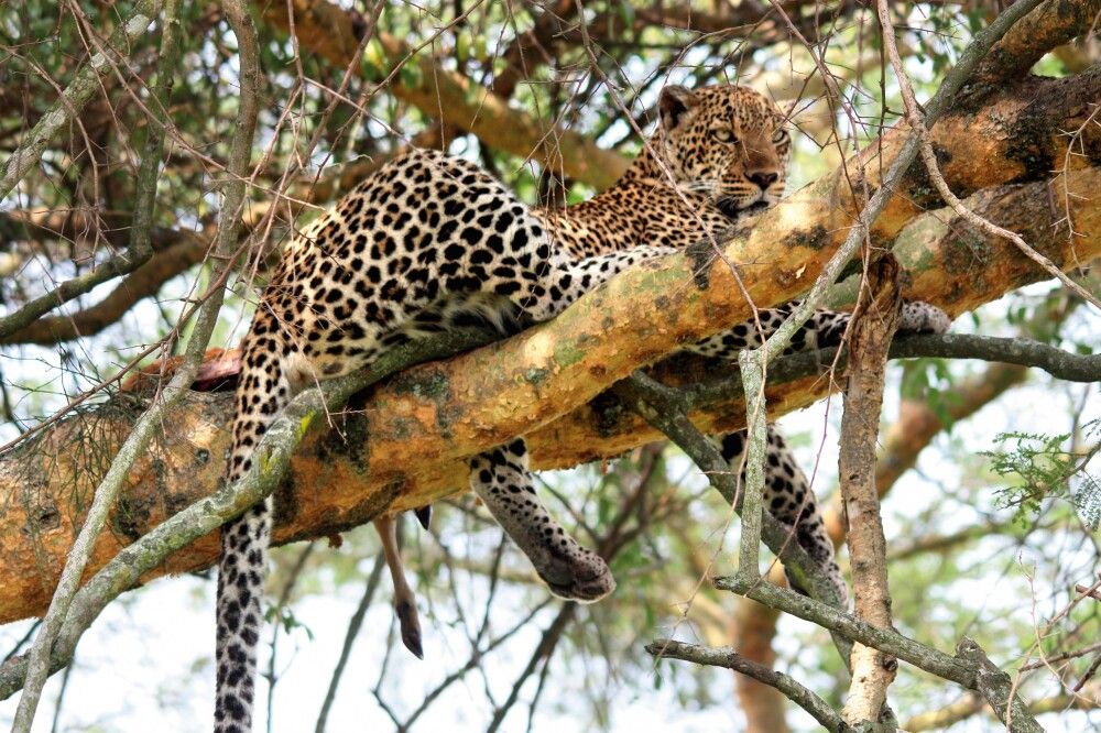 Leopard auf Baum