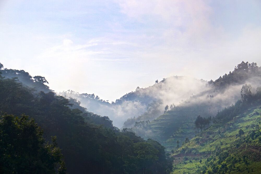 Dschungel in Uganda