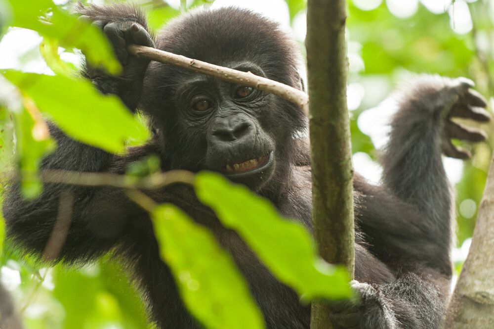 Berggorilla in Uganda