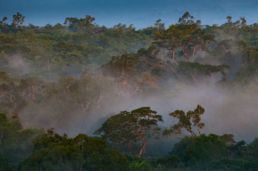 Im Kibale Forest