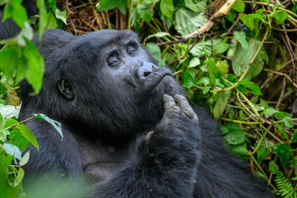 Gorillas im Bwindi-Nationalpark