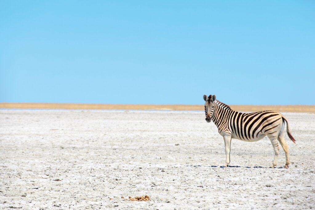 Rundreise Südafrika & Botswana: Höhepunkte mit Victoriafällen 2022 | Erlebnisreisen-Afrika.de