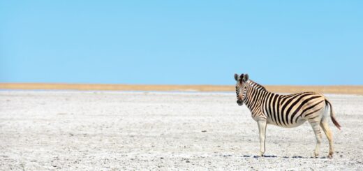 Rundreise Südafrika & Botswana: Höhepunkte mit Victoriafällen 2020 | Erlebnisreisen-Afrika.de