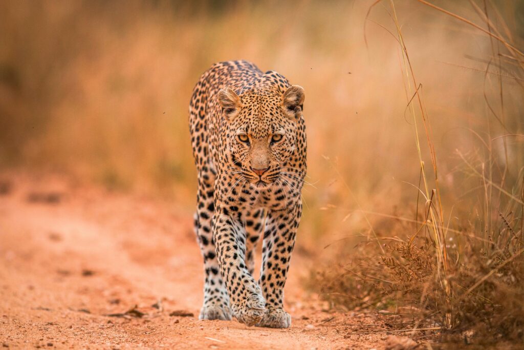 Erlebnis, Abenteuer & Begegnung Südafrika | Erlebnisreisen-Afrika.de