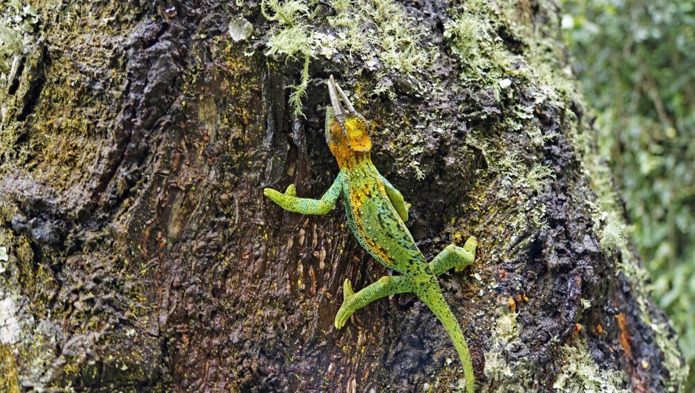 Das Dreihornchamäleon lebt in Kenia, Tansania und Uganda in kühlen, oft regenreichen Bergwäldern bis in Höhen von 2000 Metern.