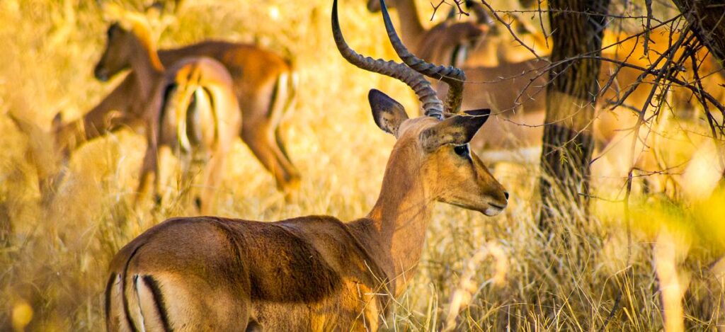 Impalas im hohen Savannengras