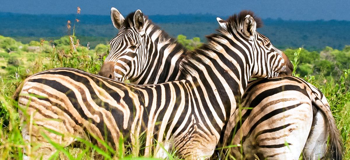 Kleingruppenreise  2024 | Erlebnisreisen-Afrika.de
