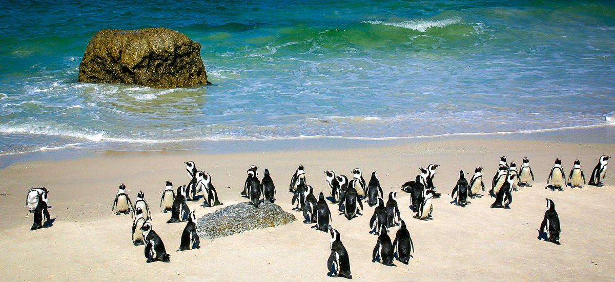 Brillenpinguine am Boulders Beach