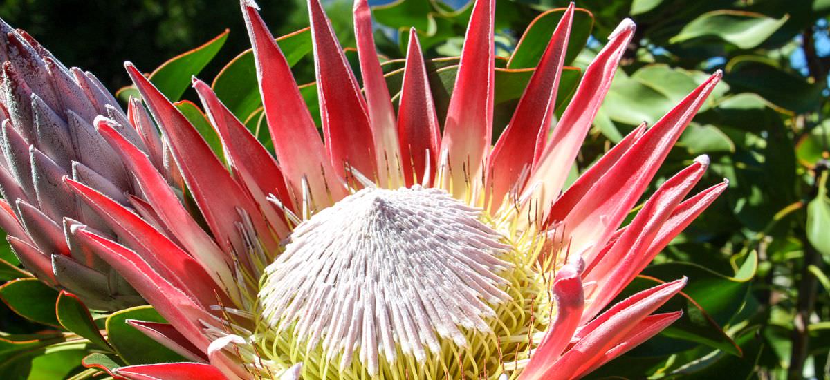 Protea