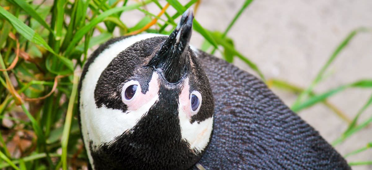 Pinguin in Boulders