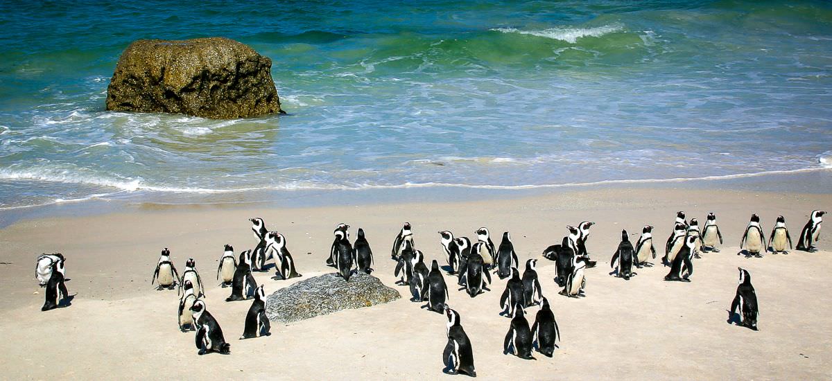Brillenpinguine am Boulders Beach