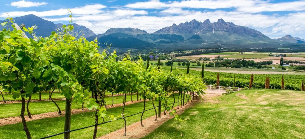 Weinanbau in der Provinz Westkap