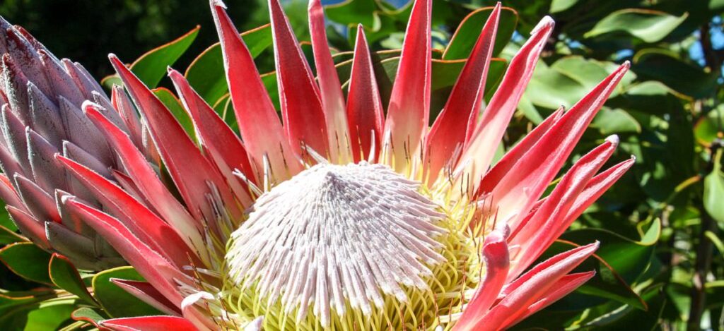 Protea
