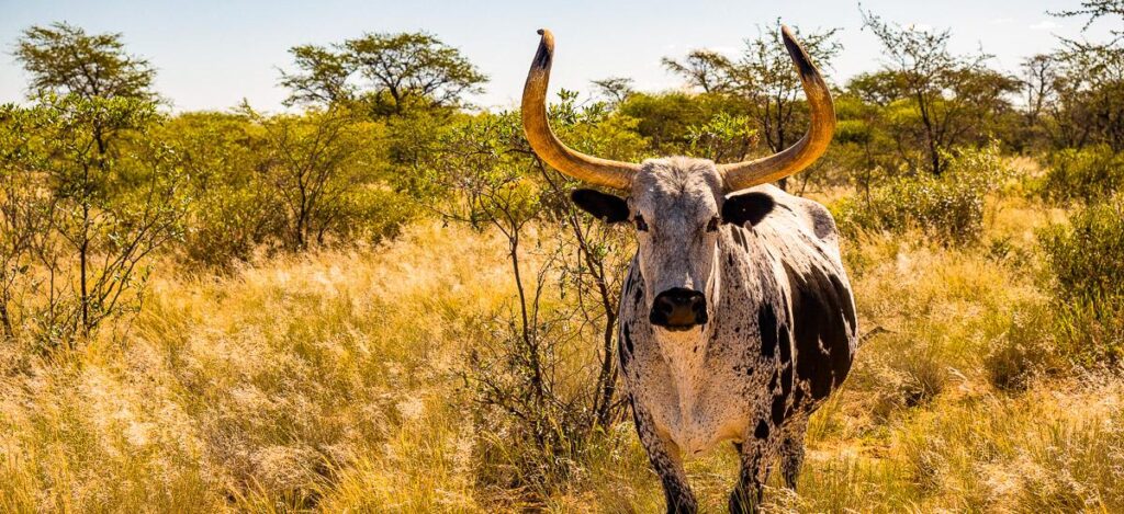 Rundreise Namibia 2022 / 2023 | Erlebnisreisen-Afrika.de