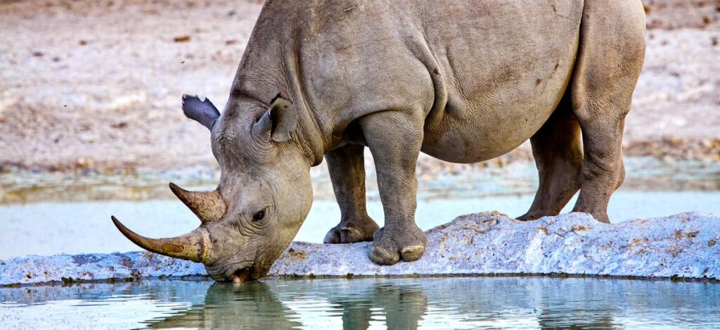 Spitzmaulnashorn am Wasserloch