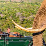 Rundreise Südafrika & Eswatini 2024 | Erlebnisreisen-Afrika.de