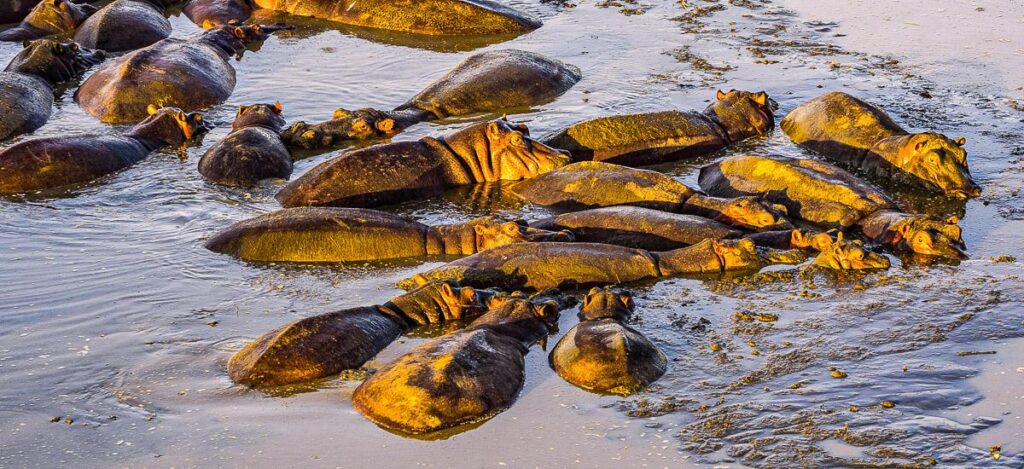 Flusspferde in der Serengeti