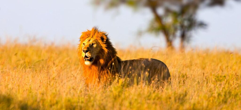 Löwe auf der Jagd in der Serengeti