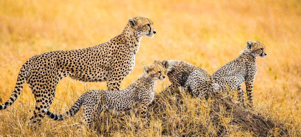 Geparden Familie in der Serengeti