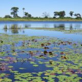 Botswana-Okavango-Delta-Mokoro-Ausflug-Seerosen 2022 | Erlebnisrundreisen.de