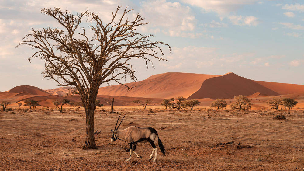 Imposante Oryxantilope in der Namib-Wüste - Hans-Joachim Werz | erlebnisreisen-afrika.de