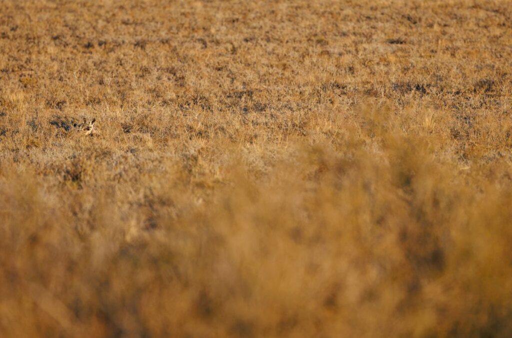 Suchbild mit Löffelhund – wenn sich die Tiere nicht bewegen, sind sie mitunter kaum zu erkennen (Kgalagadi Transfrontier Park).