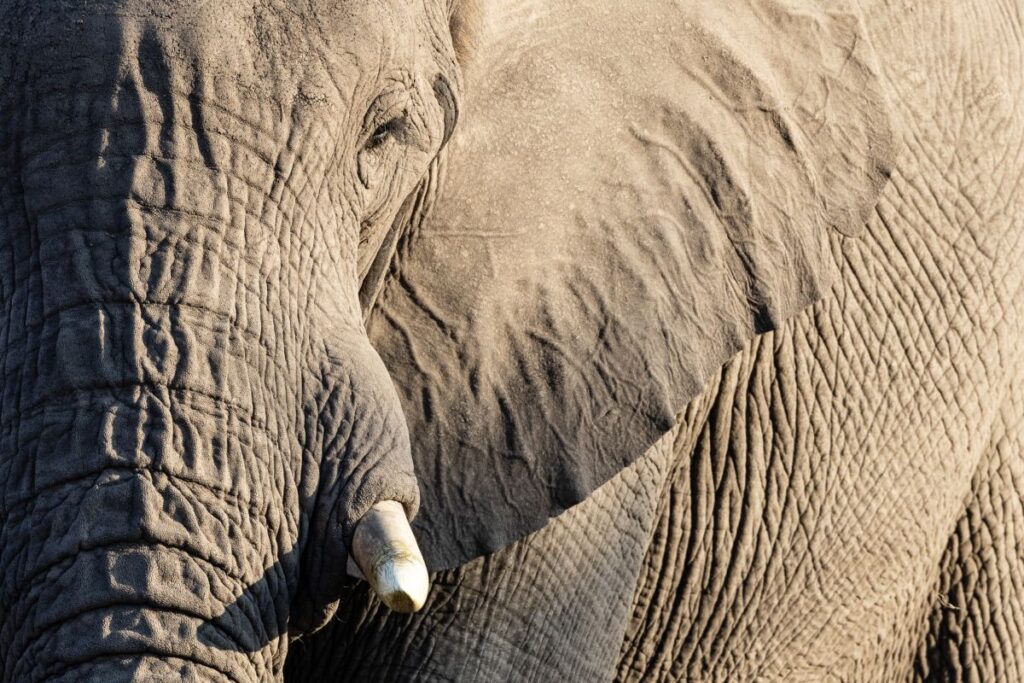 Elefantenporträt, Makgadikgadi Pans National Park