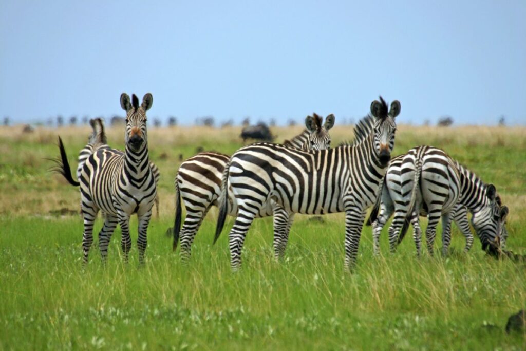 Zebraherde im Liuwa-Plains-Nationalpark