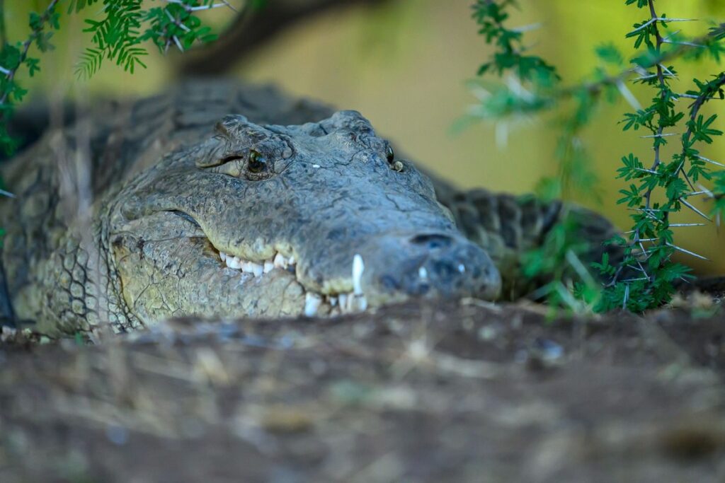 Krokodil im Samburu