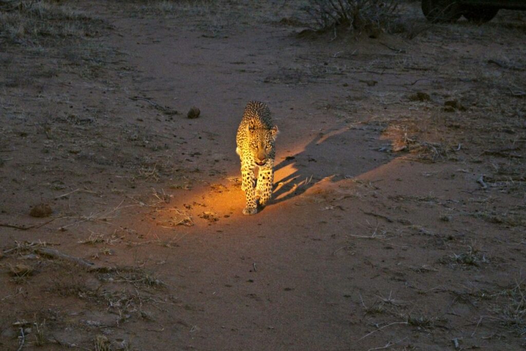 Leopardenbegegnung bei einer Nachtsafari