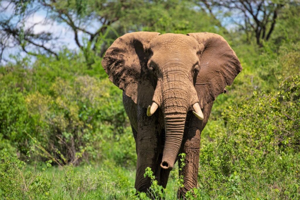 Elefant nimmt mit seinem Rüssel Witterung auf
