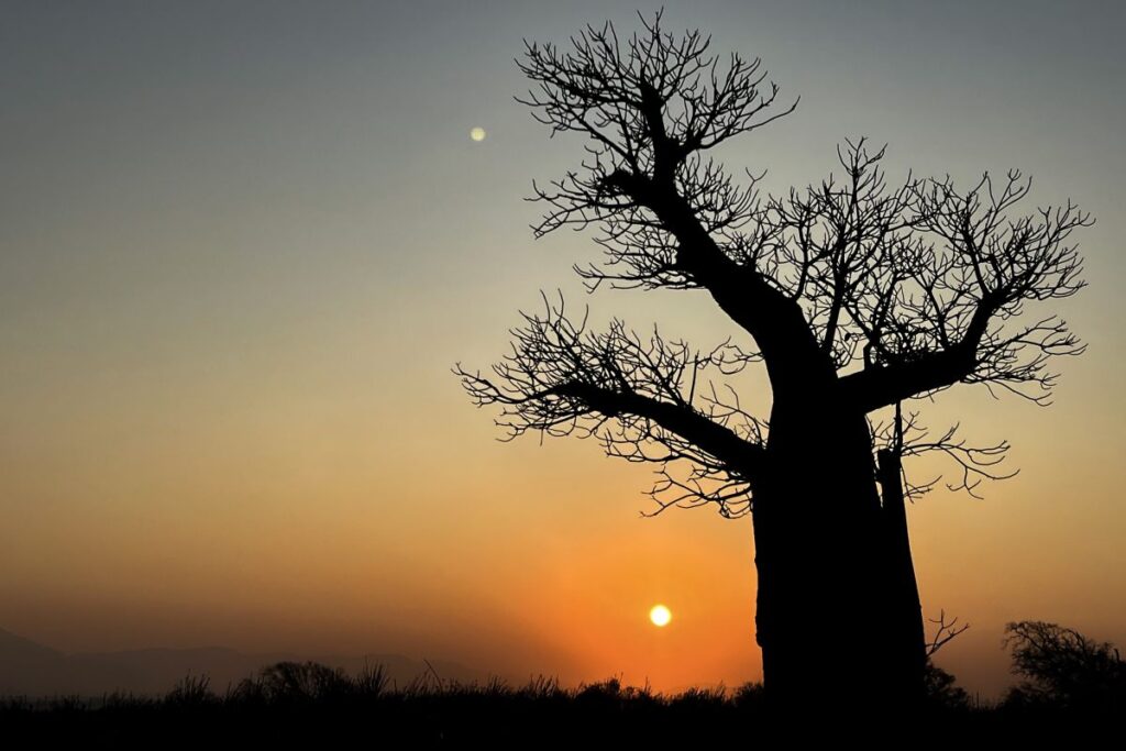 Sonnenuntergang am Baobab-Baum