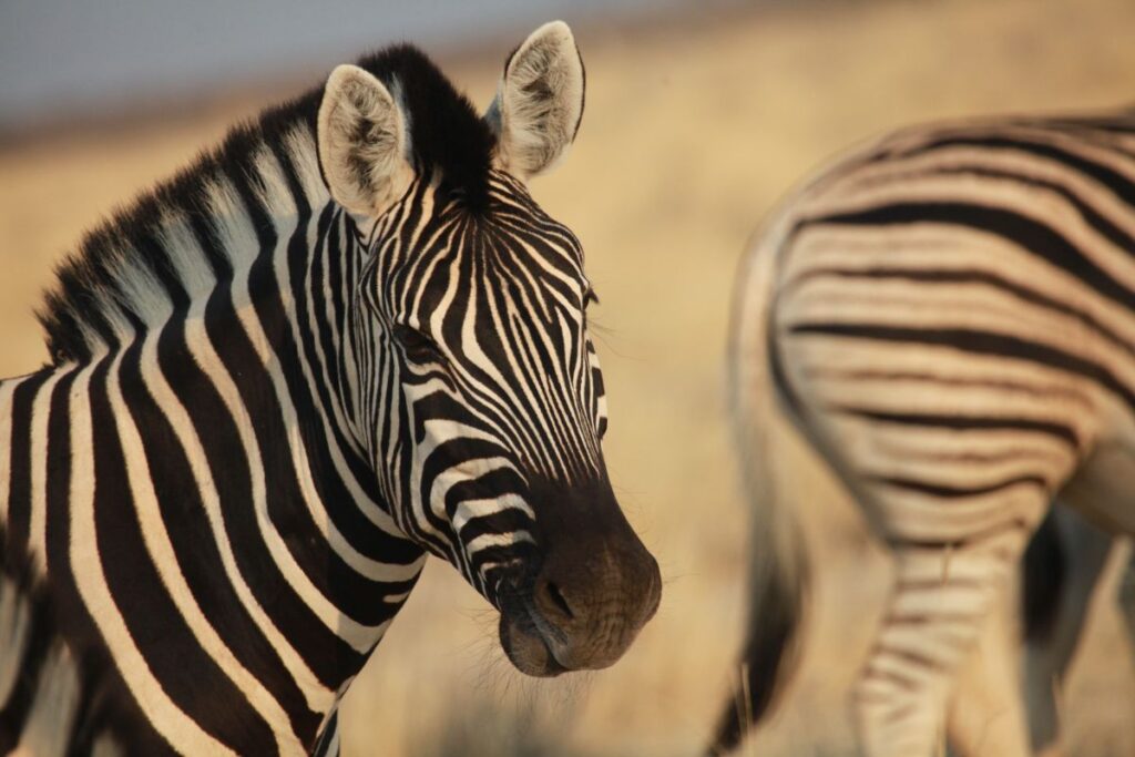 Zebra im Etosha-Nationalpark
