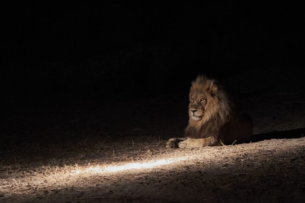 Entspannter Löwe im Scheinwerferlicht