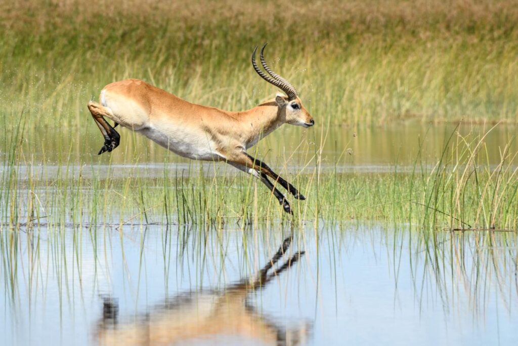 Perfekt ans Dasein am Wasser angepasst: Letschwe-Antilope, Xakanaxa