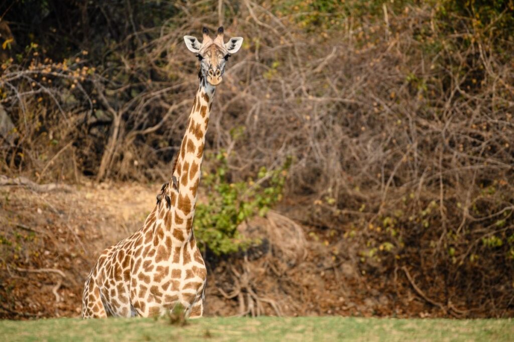 Thornicroft-Giraffe mit Rotschnabel-Madenhackern (South Luangwa National Park). Diese Giraffen-Unterart kommt nur im Luangwa-Tal vor.