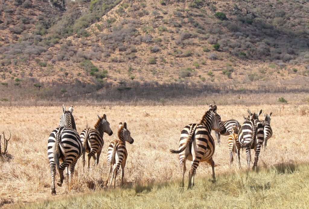 Zebras im Mkomazi NP