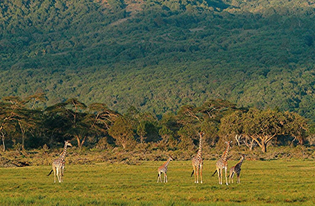 Giraffen im Arusha NP
