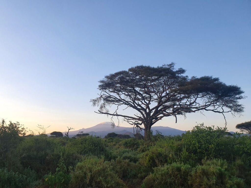 Blick auf den Kilimanjaro im Enduimet Schutzgebiet