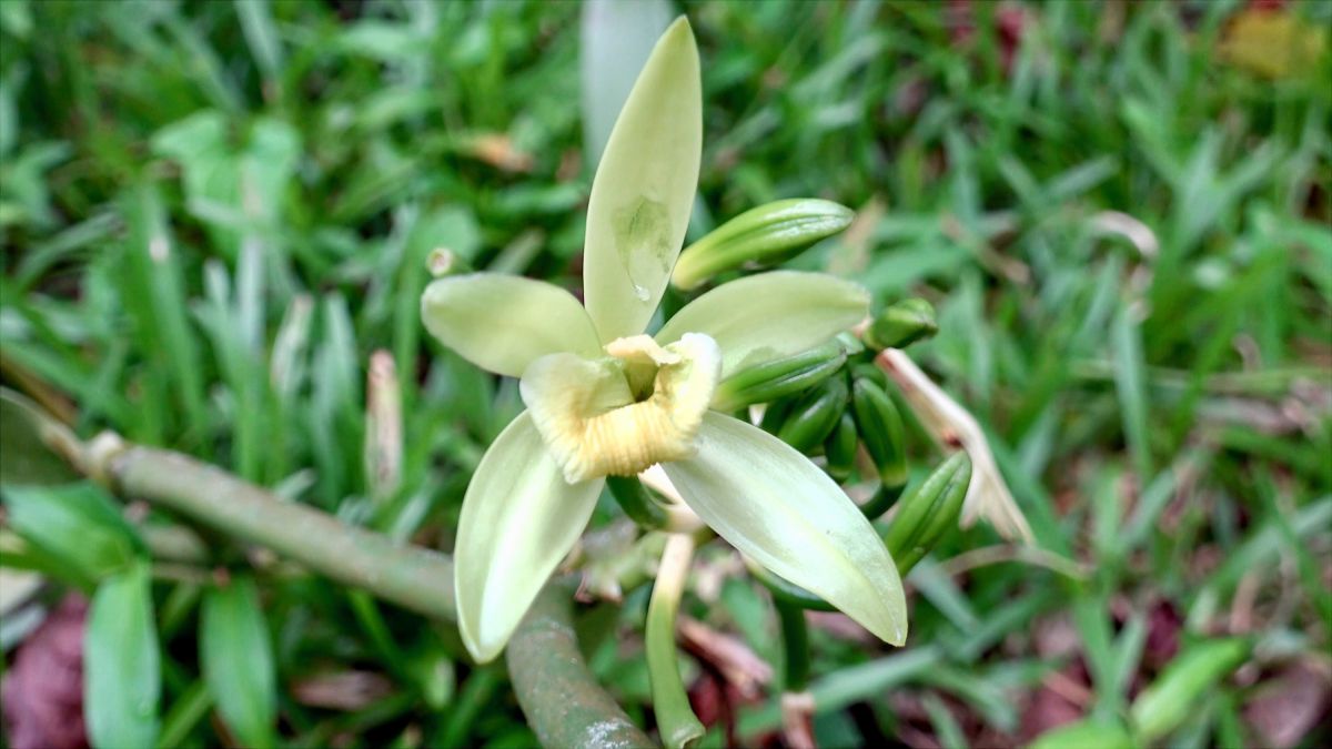 Vanilleblüte