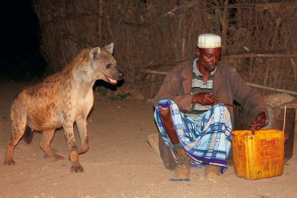Hyänenfütterung in Harar