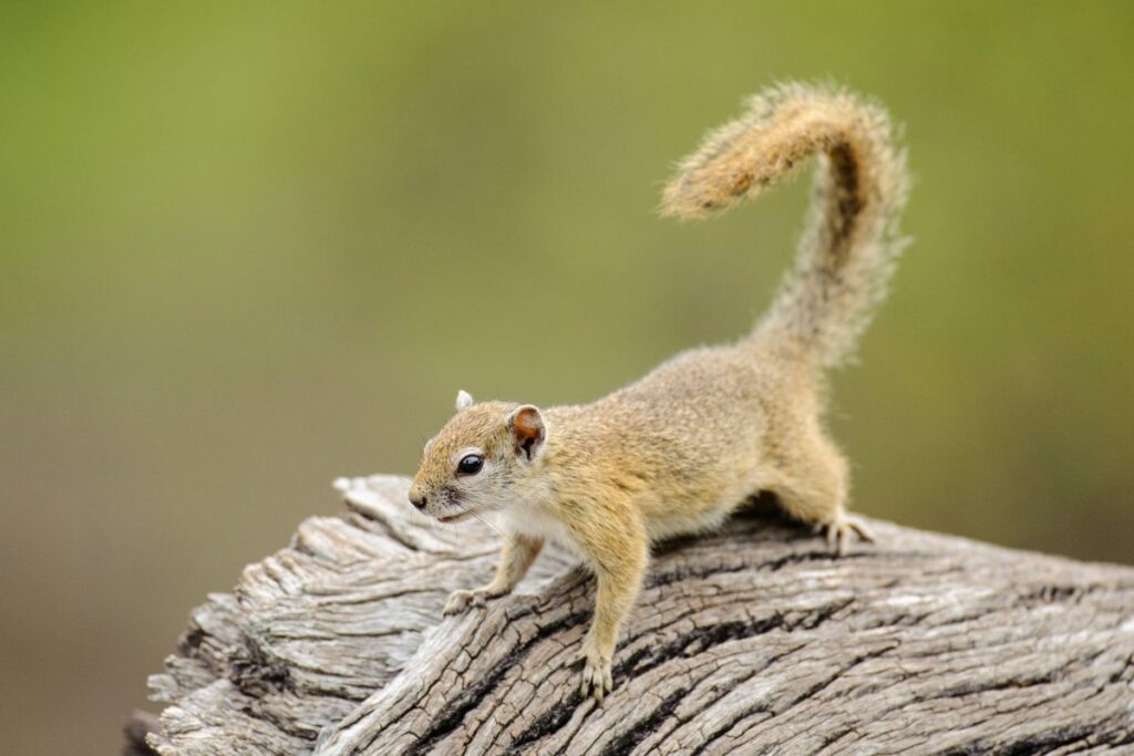 Baumhörnchen